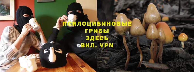 Псилоцибиновые грибы Psilocybe  darknet какой сайт  Ивангород 